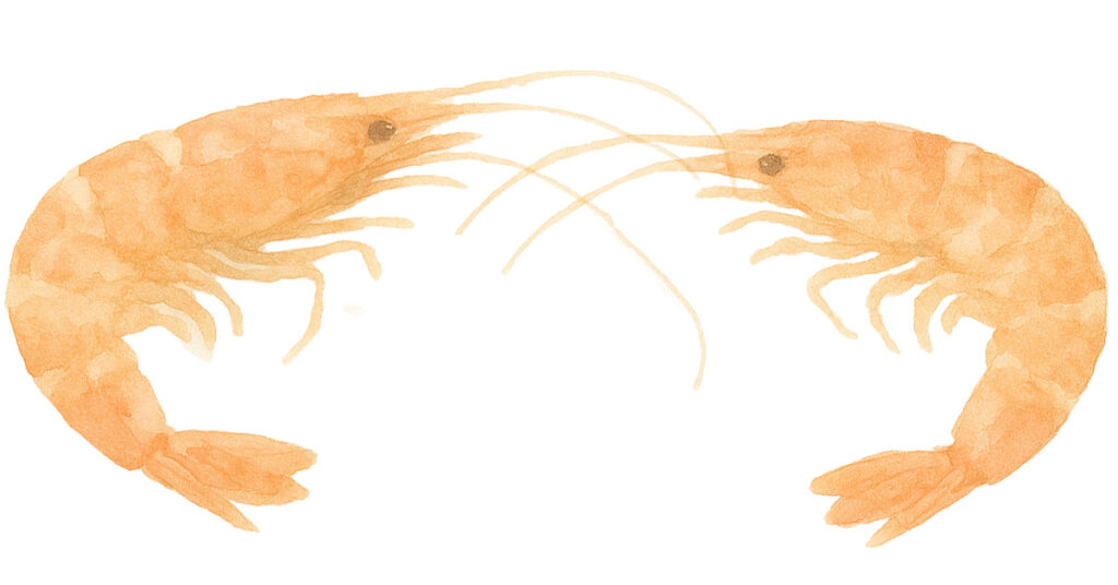 Watercolor shrimp Russ Bratcher Illustration