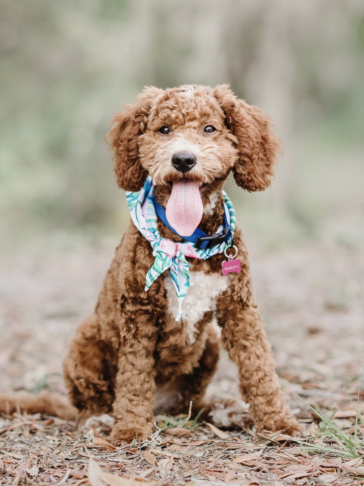 Dog portrait Jacksonville FL